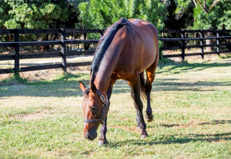 AMBnewwebsitesize1 v2