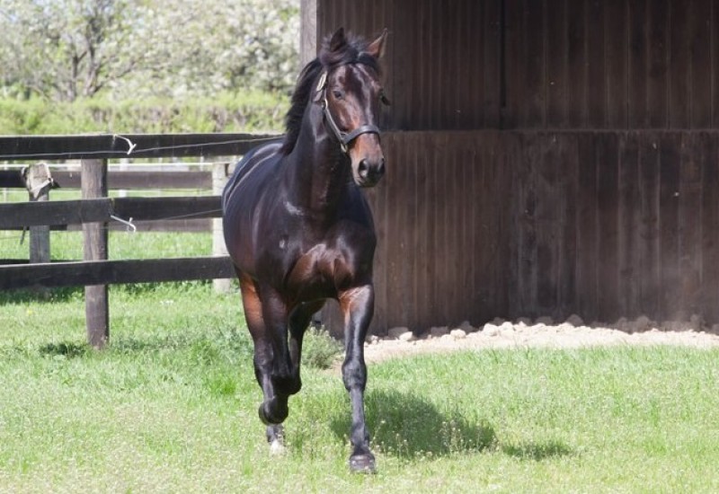 ARNRDpaddocknewsarticlemar19