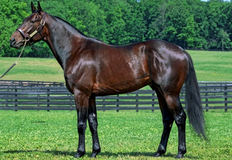 Crunchstallionslide3